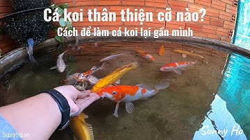 Cá koi nuôi hồ xi măng cực chất