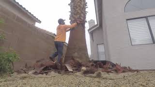 Skinning a California Palm Tree/Skinning a palm tree/pelando palmas