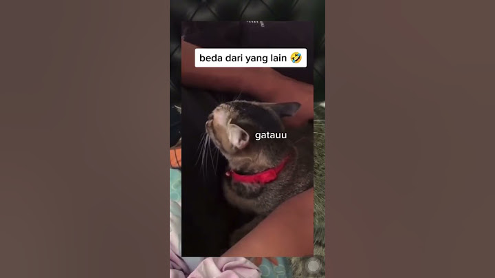 Gatau ya gatau 😂✨ #youtube #yotubeshort #lucu #viral #youtubeshorts #kucing #kucinglucu