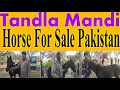 Tandla Mandi Update 2023 // baba nawaz