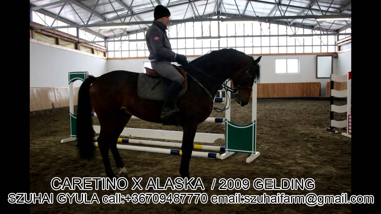JUMPING HORSES FOR SALE39.CARETINO X ALASKA YouTube