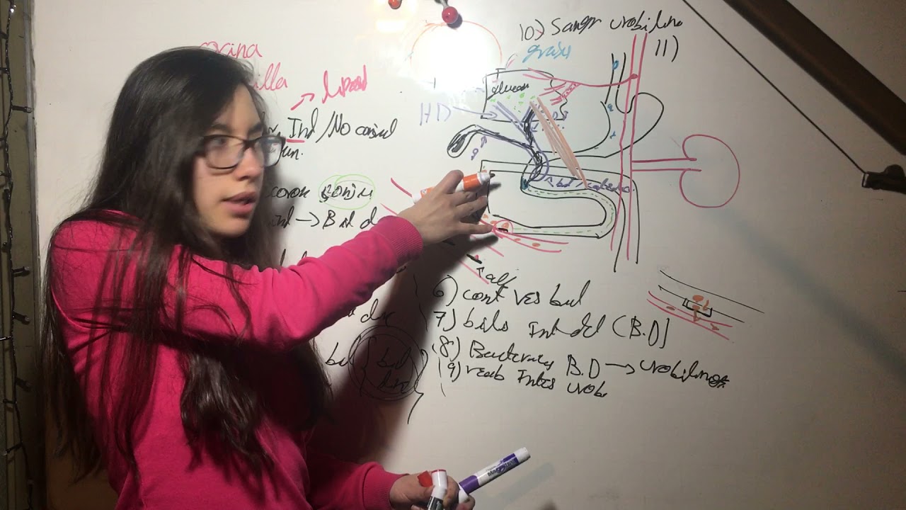 Por Qué la Orina es Amarilla? Requisito Para entender Coluria en ...