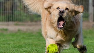 Stop Playing Fetch With Your Golden Retriever — Do THIS Instead