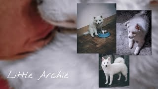 Archie the Japanese spitz (2-8 mos)