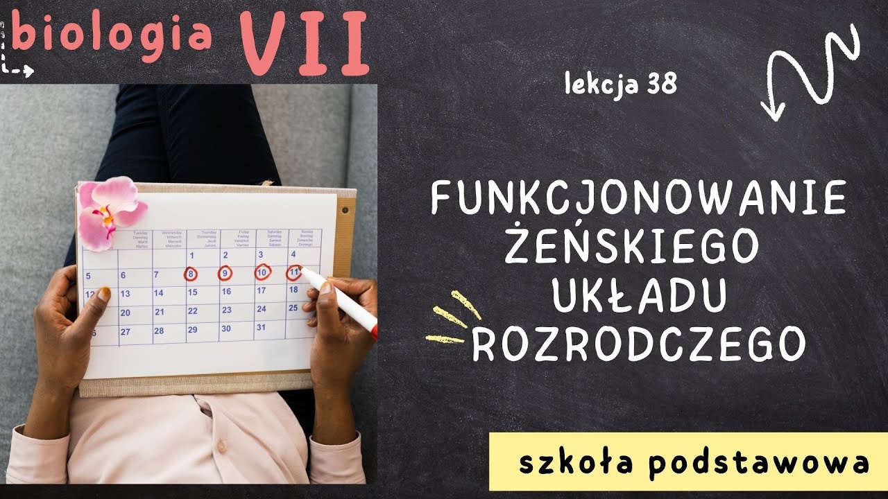 Biologia 7 [Lekcja 38 - Funkcjonowanie żeńskiego układu rozrodczego