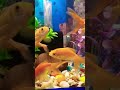 goldfish tank setup look beautiful ❤️🤩 #aquariumfishmarket #freshwaterfish #fish #exoticaquariumfish