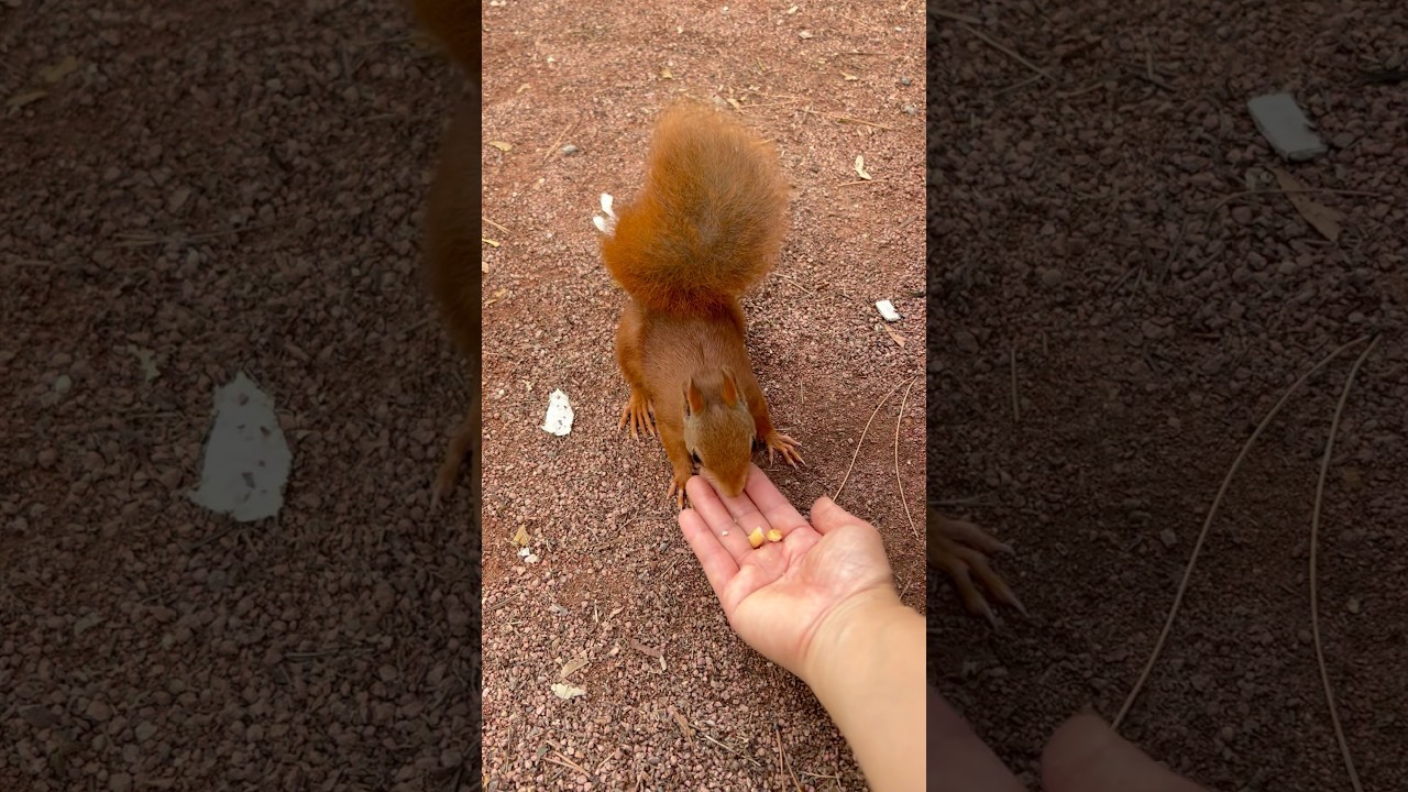 Hand-Feeding Wild Animals Challenge