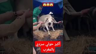 أكبر حولي سردي بالمغرب #المغرب #youtubeshorts #الجزائر #حولي_العيد #سردي