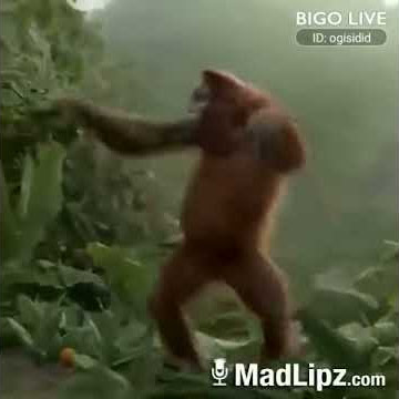 video lucu choki choki coklat asli