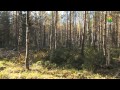 Woodfuel Harvesting in Finland