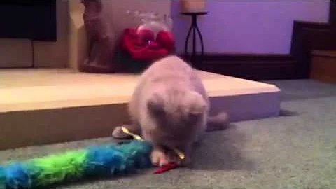 Watch the video about Lilac cream British shorthair