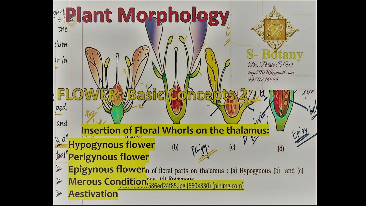 Flower: Insertion of Floral Whorls on the thalamus, Merous condition ...