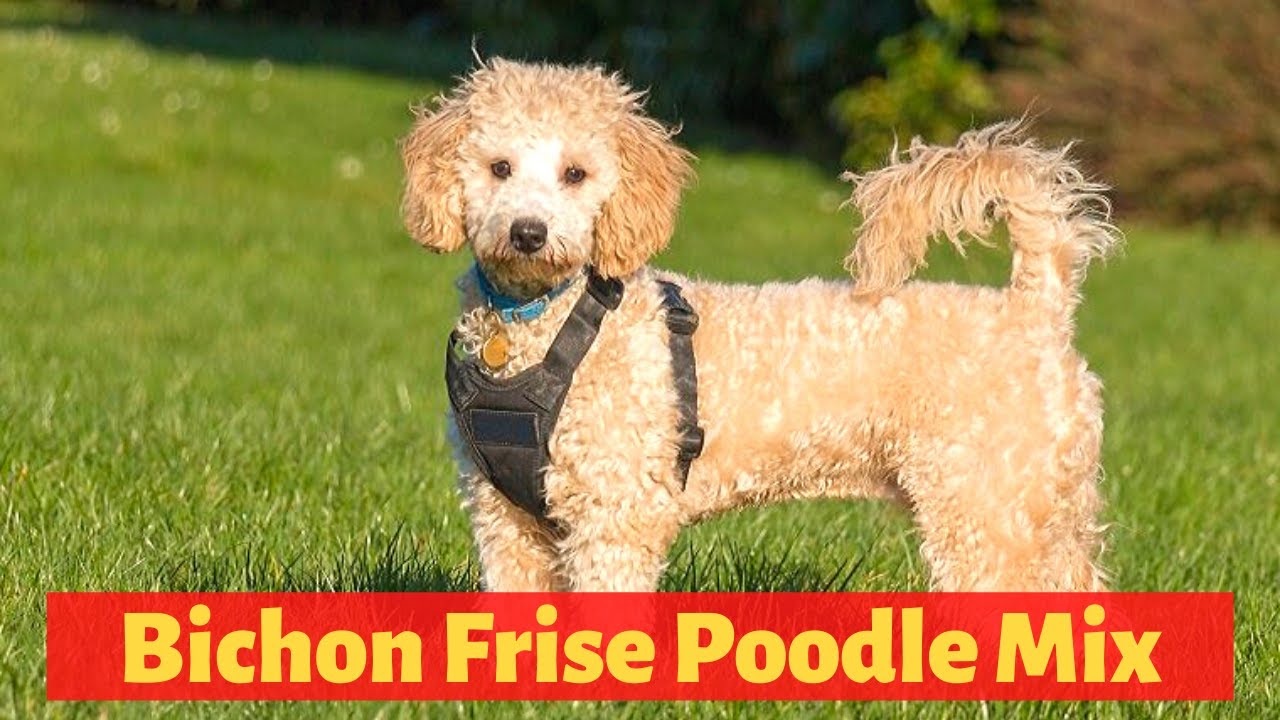 bichon poodle