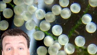 Cory Catfish Eggs - What Shall I Do? Incubator Egg Tumbler In The Fish Room