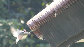 Wild Java sparrows are nesting. screenshot 3