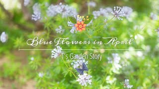 SUB《自分流ナチュラルガーデン》春から初夏まで楽しめるブルー系の花《T's Gardenのガーデニング》