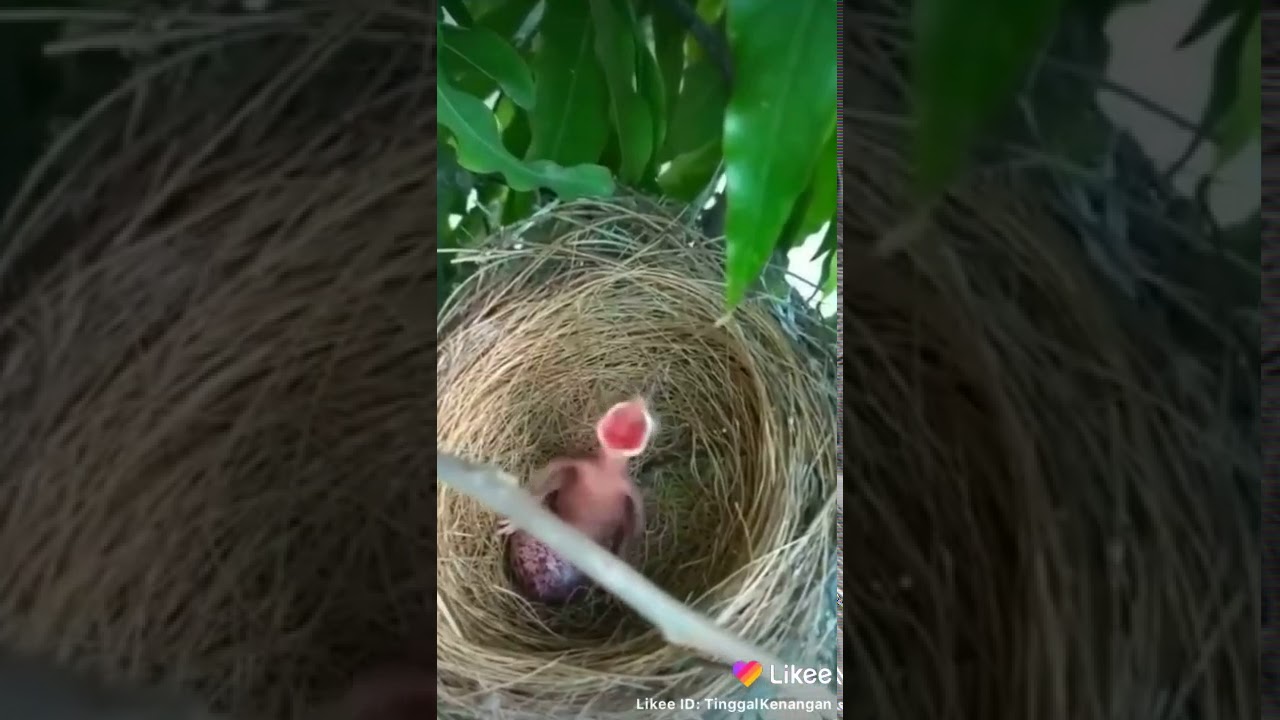 Burung ngakak 