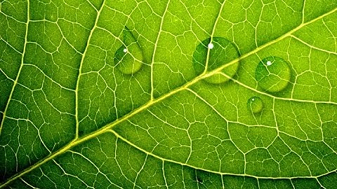 Photoshop Tutorial : How to make Realistic Looking Water Droplets in Photoshop CC & Cs6