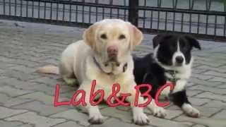 Bella & Joy - recall with disctractions by Lab&bc 894 views 9 years ago 1 minute, 22 seconds