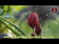 മൗനമായി നീ വന്നപ്പോൾ 💖 Maunamaayi Nee Vannappol | 90s Malayalam Romantic Melody | Nostalgic Duet