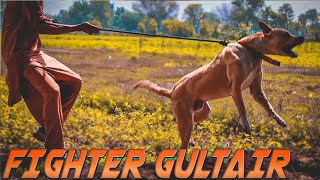 Fighter And Dangerous Sindhi Gultair Dog || Gultair Dog In Pakistan || Pure Gultair Dog Ki Pehchan