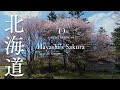 [SAKURA DRONE 4K] はやしの桜（Hayashi's Sakura）北海道別海町｜桜ドローンプロジェクト2026