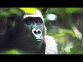 Gabon Gorilla Habituation Challenges