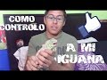 ¿Como educar a tu iguana? 1