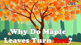 Why Do Maple Leaves Turn Red in Autumn?