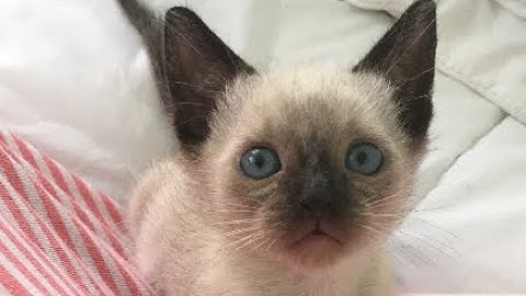 Watch the video about My sweet 4 week old siamese kitten