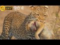 A leopard queen legacy  animal planet full episode in hindi  documentary hindi