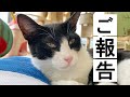 ステラのずっとのお家が決まりました!【山奥に捨てられた猫】