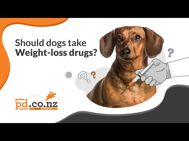 Weight-Loss Drugs for Dogs? A Vet Explains GLP-1 Agonists