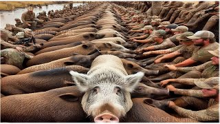 SHOCK! A series of feral pigs were killed in Texas? - Optimal measures to prevent wild boars