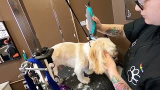 Bentley The Cavachon