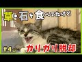 【ガリガリ猫 保護】草や石を食べてた子猫がちょっとずつ元気になる様子がこちら。【謎の天然娘・山4】/ Kitten emergency protection