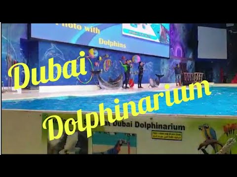 Dubai Dolphinarium||amazing dolphin and seal show