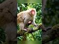 Conocías a este mono 🐵 #animals #diamundialdelosanimales #art #naturaleza
