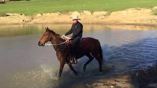 11 Year Old Thoroughbred Mare