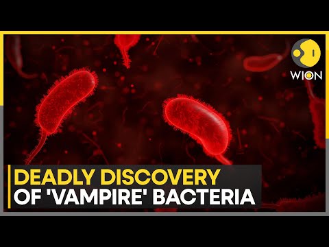 Scientists discover deadly 'Vampire bacteria' | Latest News | WION