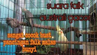 Suara burung parkit australi gacor cocok buat pancingan falk malas bunyi