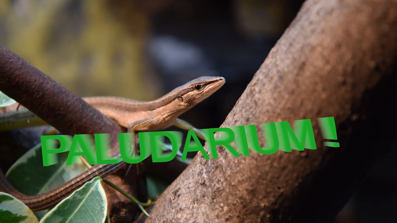PALUDARIUM !
