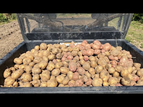 HOW WE PLANT POTATOES | Staple Crop | How to Plant and Grow Potatoes