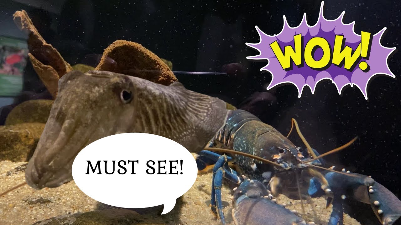 The North Sea Oceanarium Hirtshals Denmark (Nordsøen Oceanarium i Hirtshals) 2023 