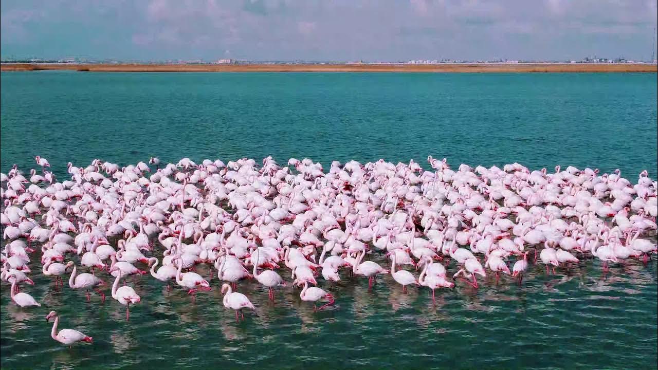 Фламинго 2021. Озеро тенгиз фламинго. Фламинго в графике. Красный фламинго. Озеро караколь казахстан фламинго.
