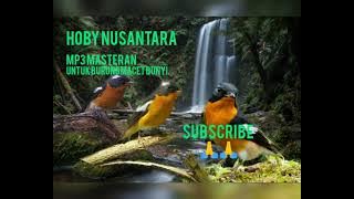 teraphy mugimaki biar rilex dengan gemercik air @hobynusantara5159