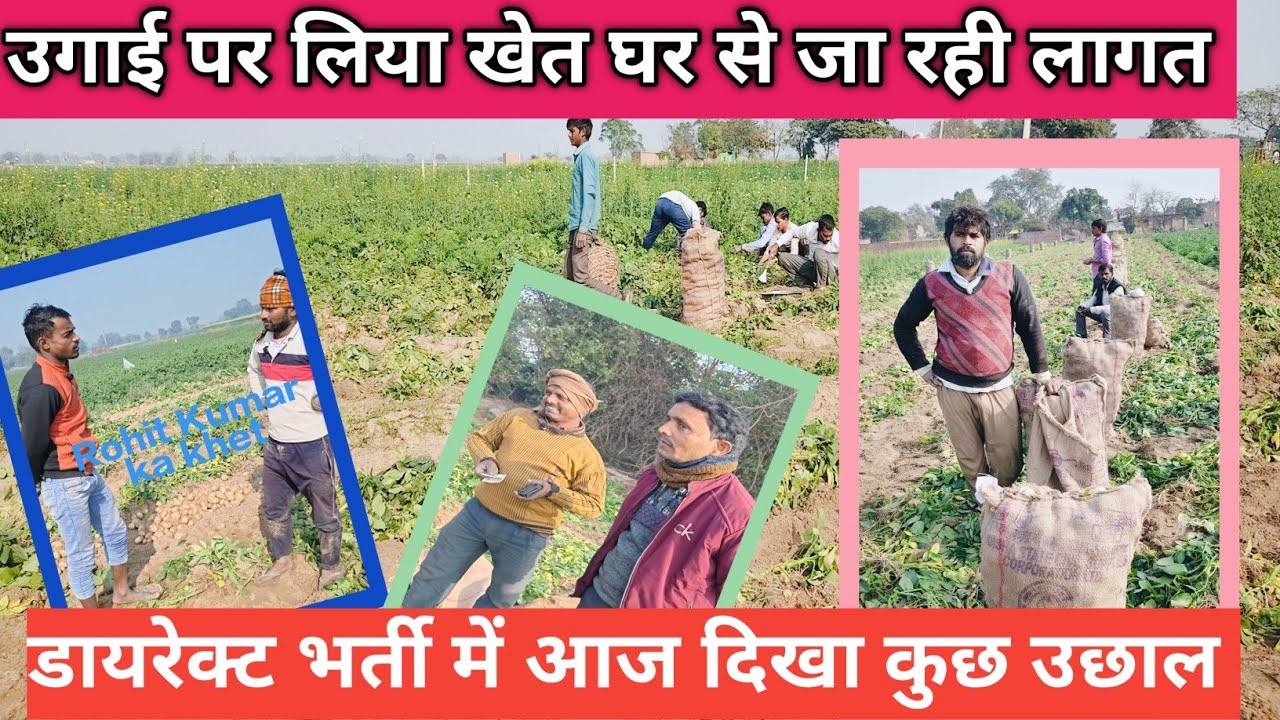 आज खेत पर आलू बिक्री में दिखा कुछ उछाल डायरेक्ट भर्ती पर 