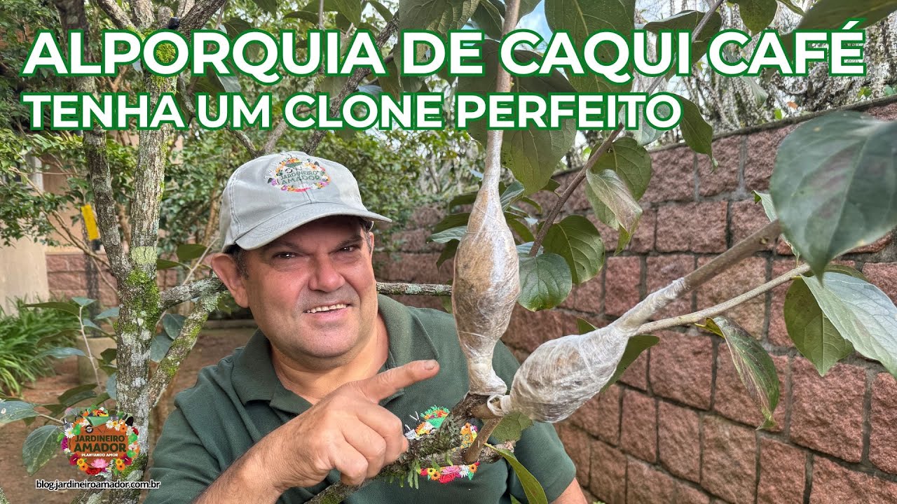 Como Fazer Alporquia de Caqui Café | Tenha Um Clone Perfeito