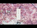 古川由彩 / 桜の記憶
