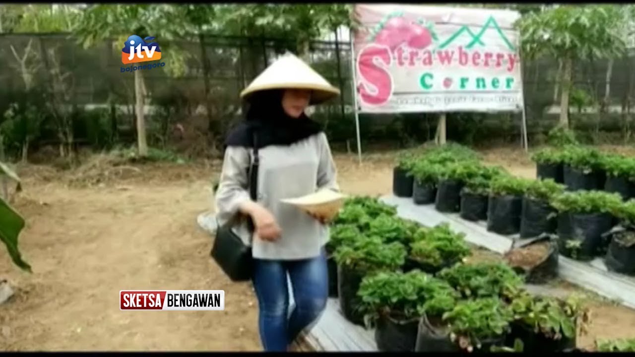 Wisata Edukasi Petik Sendiri Buah  Strawberry  Sketsa  